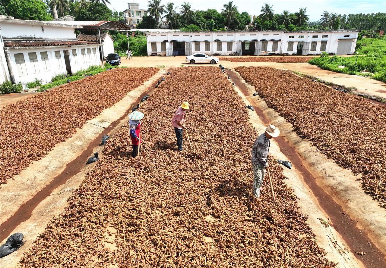 Spice Drying